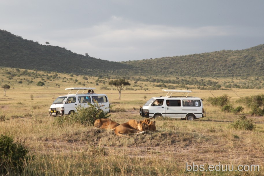 【走遍天下】+非洲观动物大迁徙_羊城荟-广州
