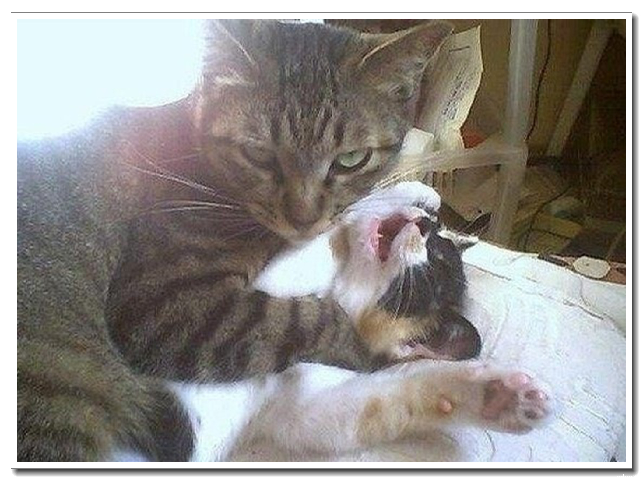 看动物搞笑秀,多一分周末乐~