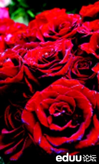 月季玫瑰蔷薇 三姊妹 的区别 上海 嘎嘎三胡 家长帮