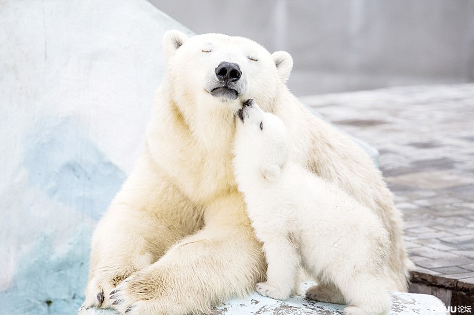 俄罗斯动物园北极熊母女相拥取暖( 暖心照片)_