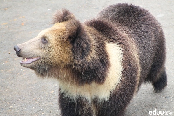 棕熊的另一个亚种,分布于中国西藏和尼泊尔的