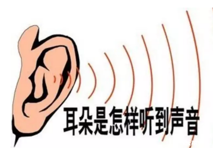 【生活物理】人耳是怎么听到声音