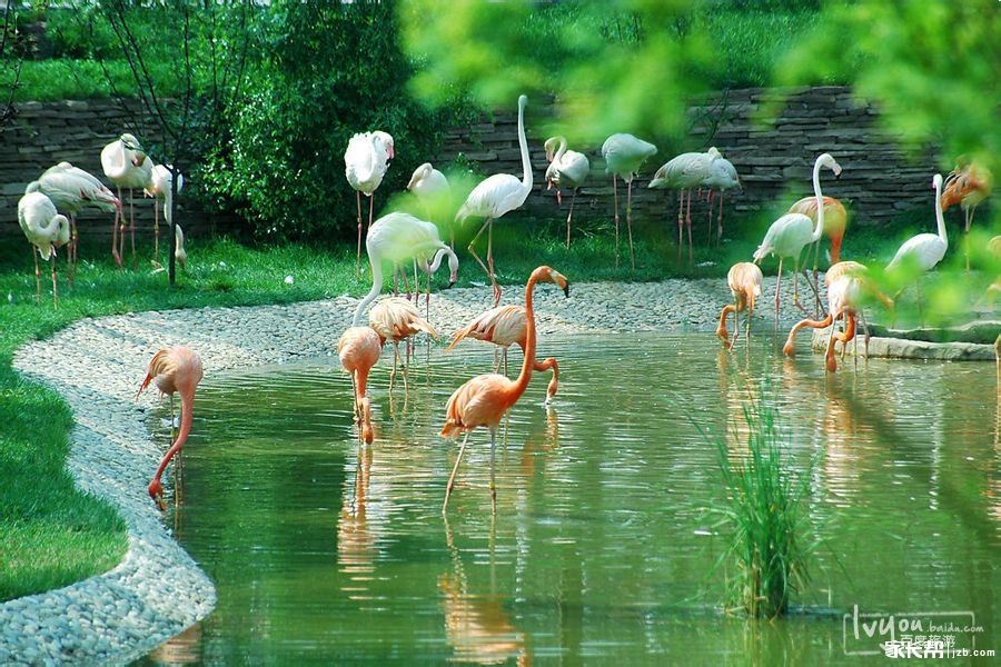 大连森林动物园攻略!出游好时节,带孩子去吧!_