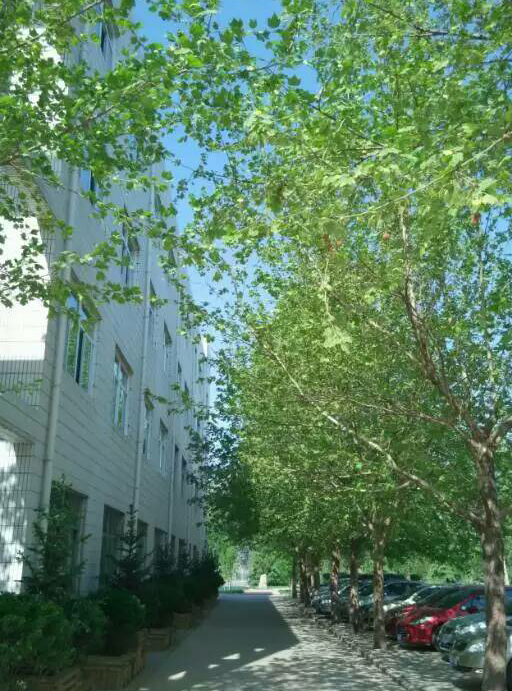 二中西校区校园随拍。_2015石家庄小升初-石