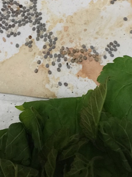 #我的蚕宝宝日记#豪华标间蚕茧房_一二三年级