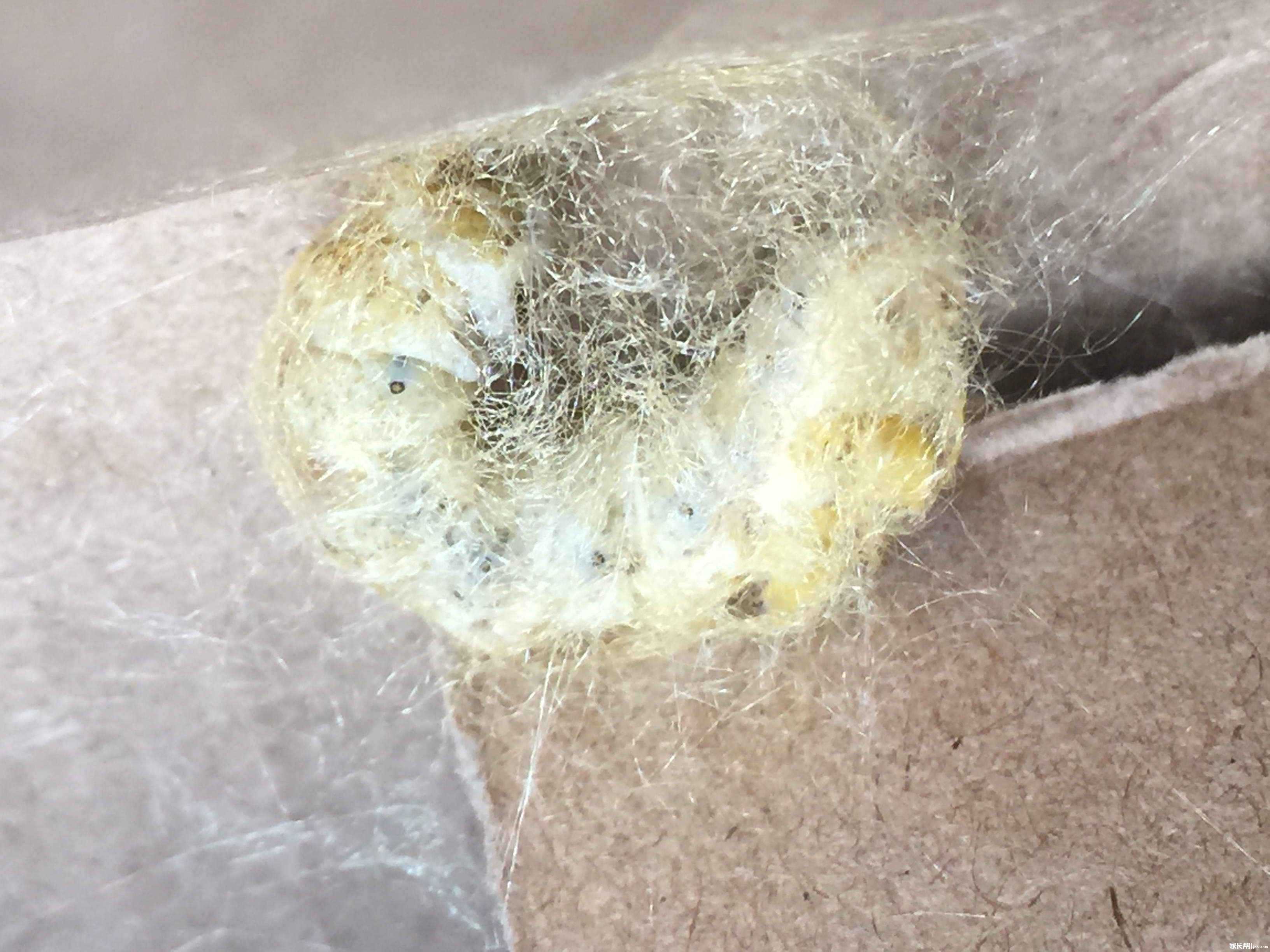 #我的蚕宝宝日记#又是一年养蚕季_一二三年级