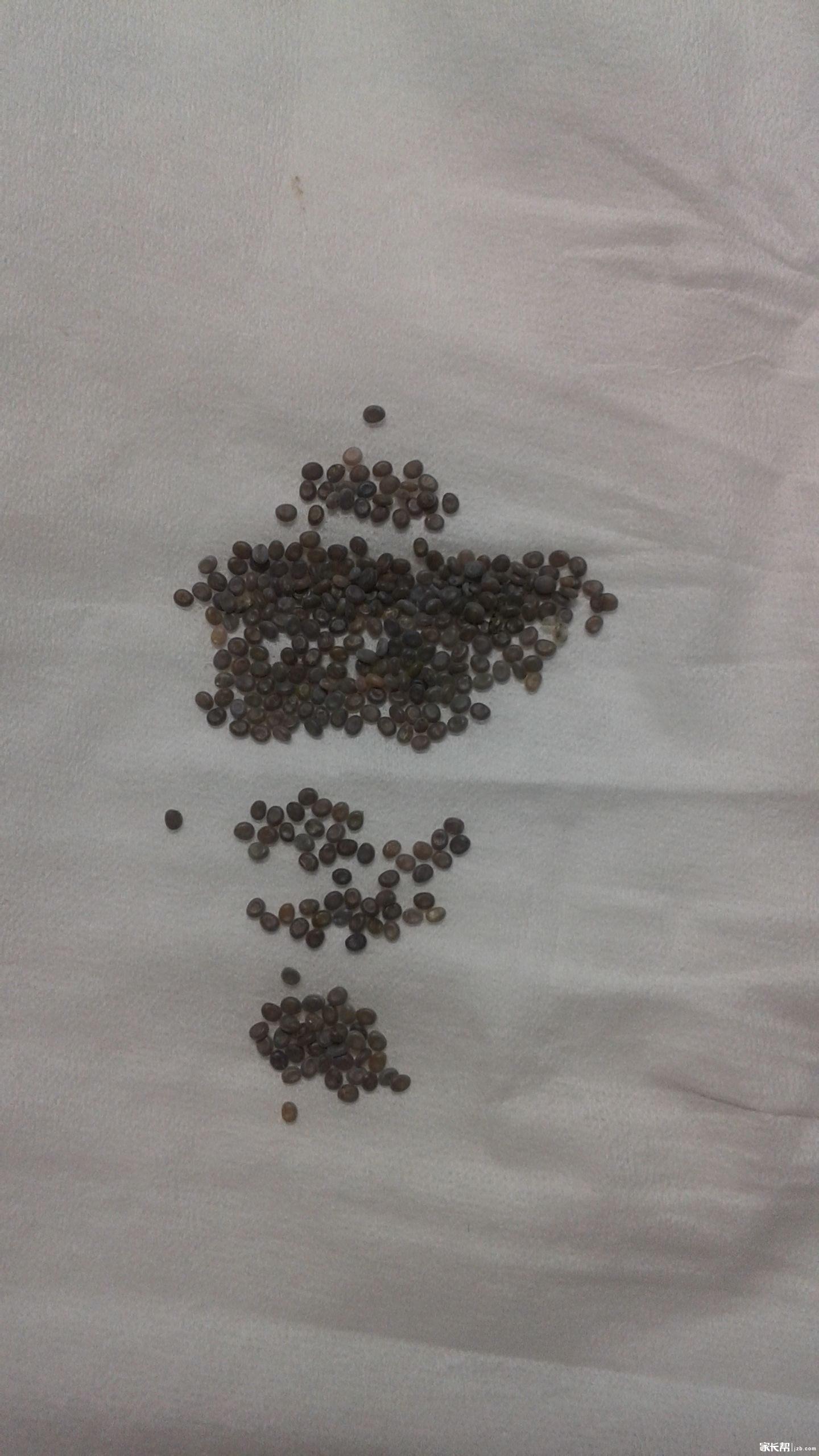 #我的蚕宝宝日记#记录蚕宝宝的变化