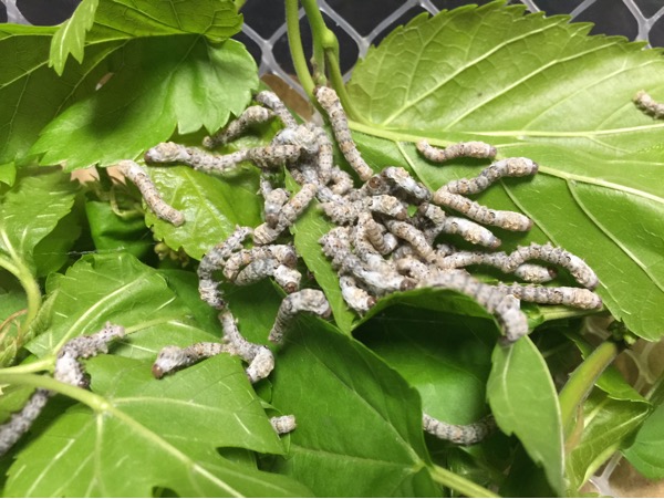 #我的蚕宝宝日记#记录蚕宝宝的变化