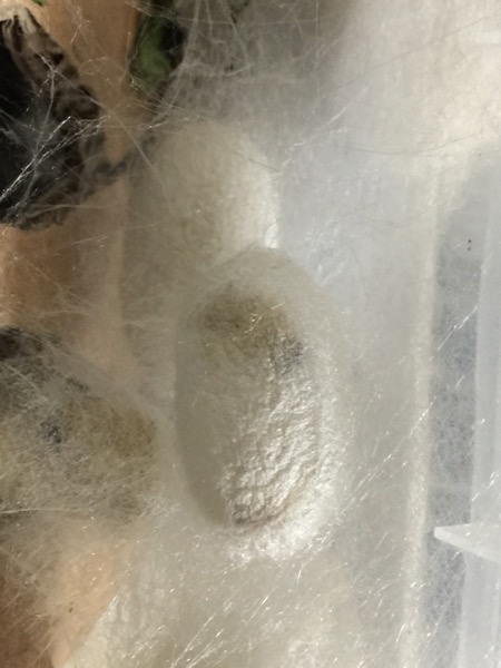 #我的蚕宝宝日记#记录蚕宝宝的变化_一二三年