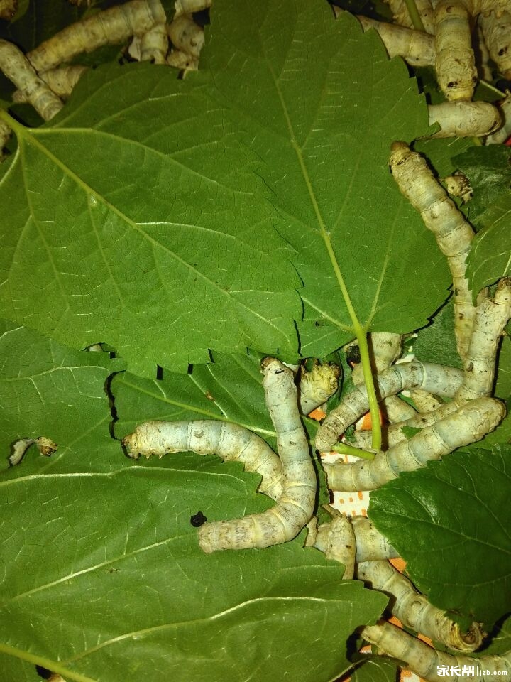 #我的蚕宝宝日记#短暂而有意义的一生_一二三