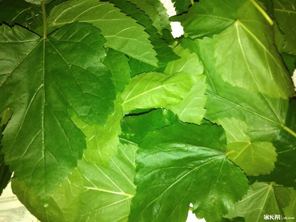 #我的蚕宝宝日记#短暂而有意义的一生_一二三