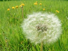 历年小升初语文,常考诗句归类_2015小升初-全