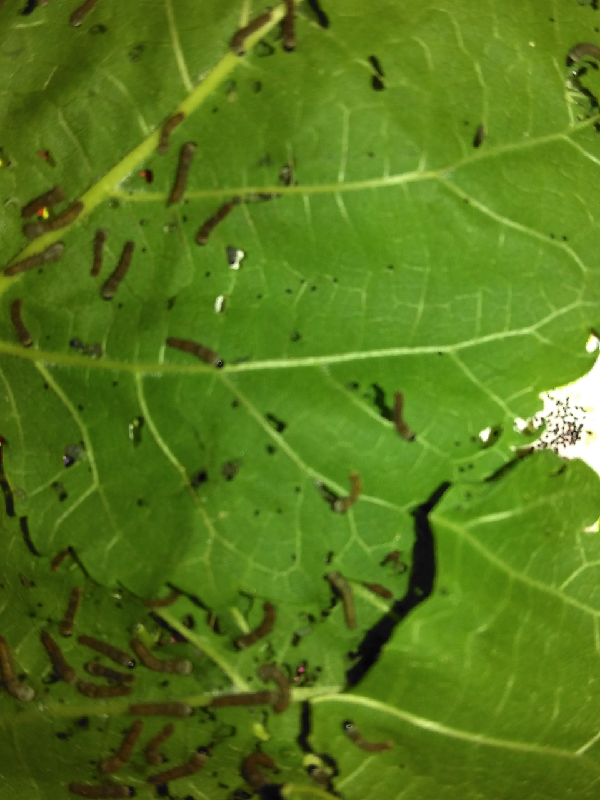 #我的蚕宝宝日记#短暂而有意义的一生