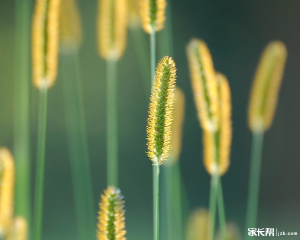 猫尾草--8月22日生日花_羊城荟-广州家长帮社区