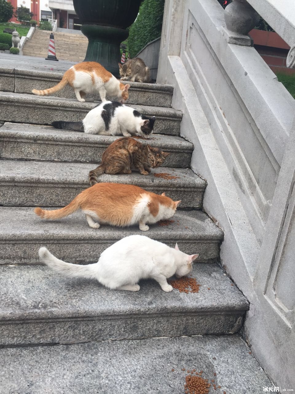 执信一景--萌萌哒的执信猫_高一高二-广州家长