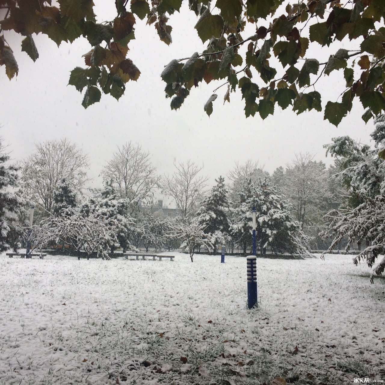 11月6日签到帖:北方下雪了,成都也期待一个银