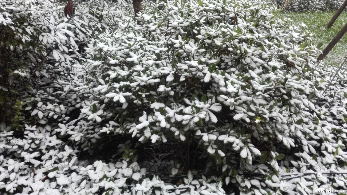 雪景_2016青岛幼升小-青岛家长帮社区
