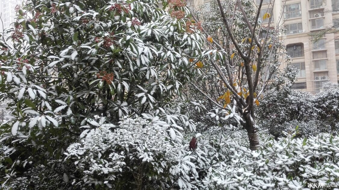 雪景_2016青岛幼升小-青岛家长帮社区