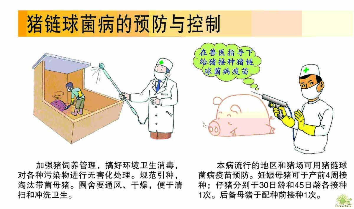 潜藏在我们身边的危险(十五)猪Ⅱ型链球菌病