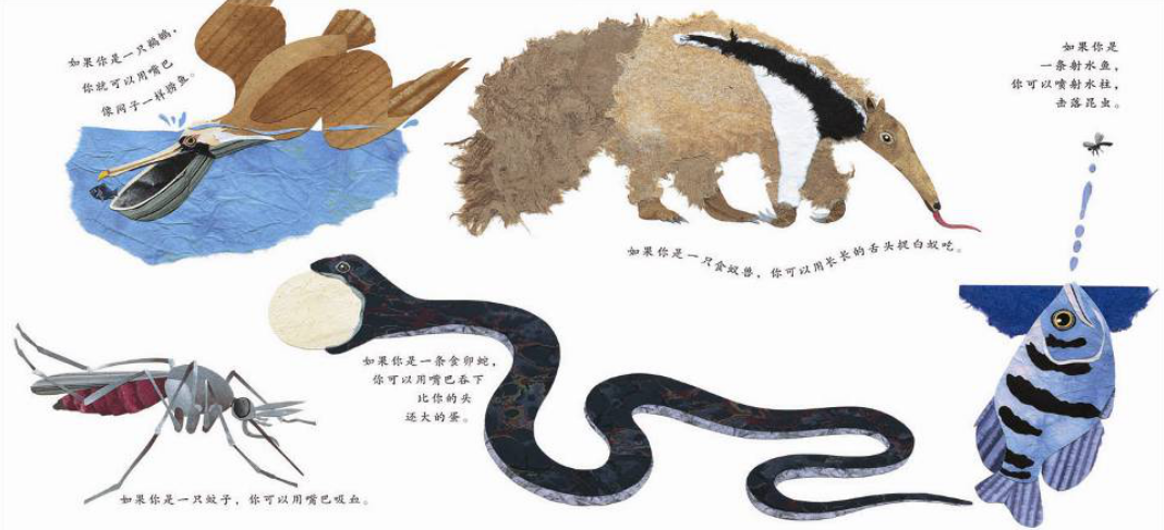 绘本分享:这样的尾巴可以做什么?_2017厦门幼