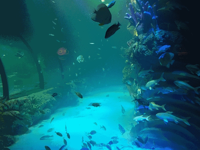 壁纸 海底 海底世界 海洋馆 水族馆 桌面 640_480 gif 动态图 动图