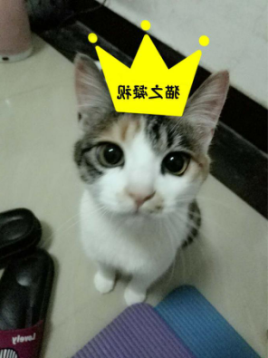 幼升小名师零距离,重庆学而思幼升小老师大揭