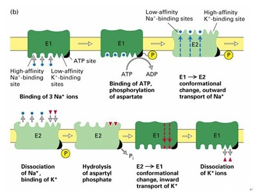 磷酸化壳聚糖-羟基磷灰石纳米复合物的仿生合成及其细胞相容性的研究