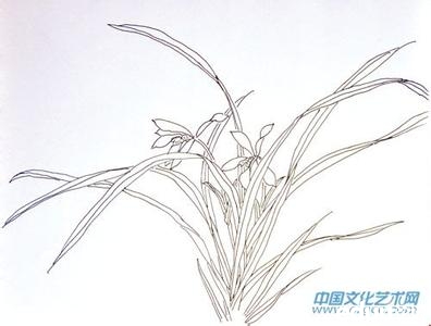 素描画兰,火鹤兰,宝石兰_大山谷图库