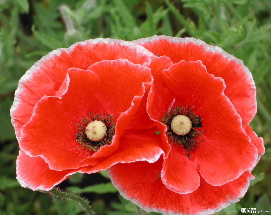 角罂粟——6月18日生日花