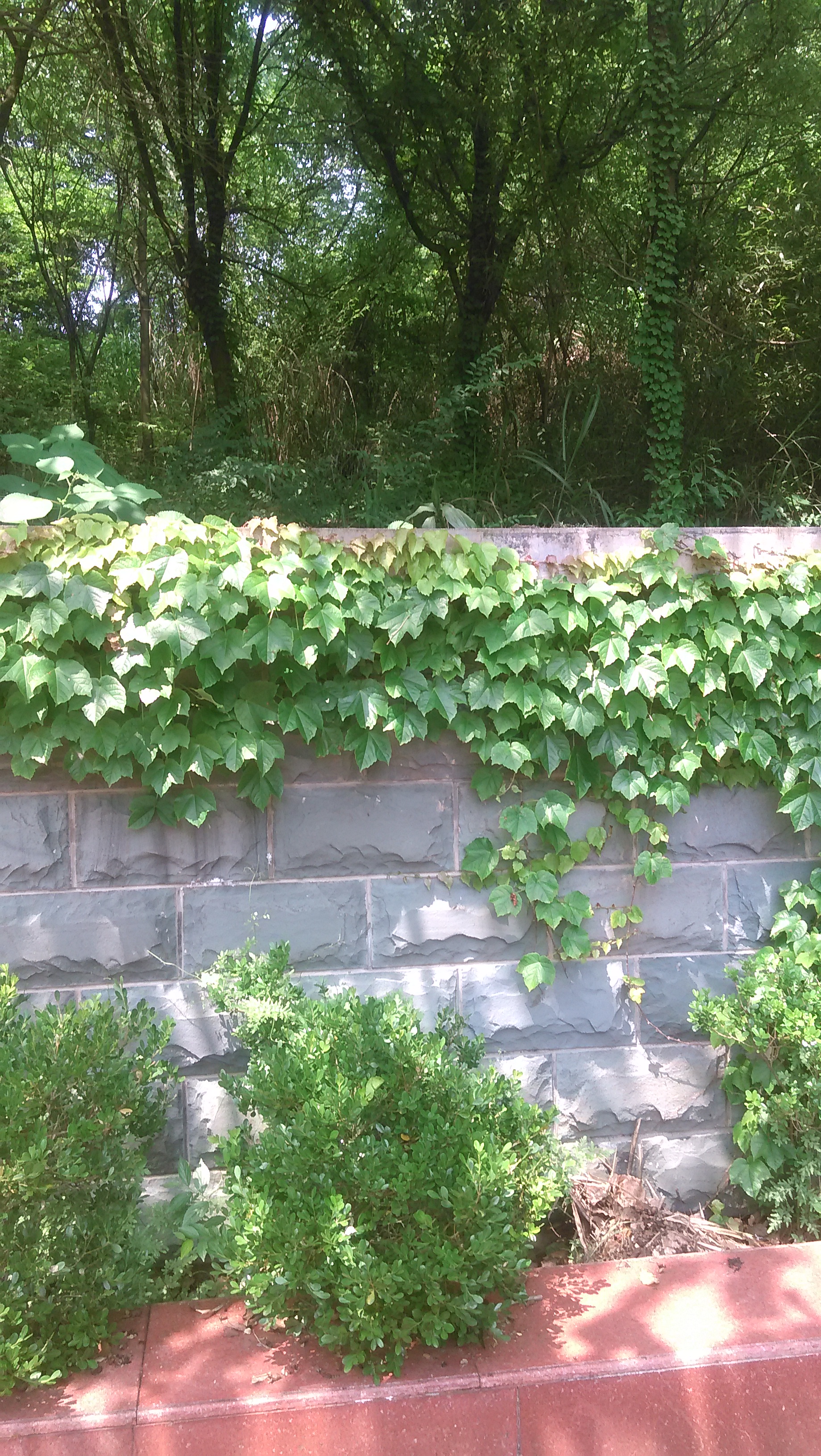 我眼中不一样的学校【常山县天马中学】